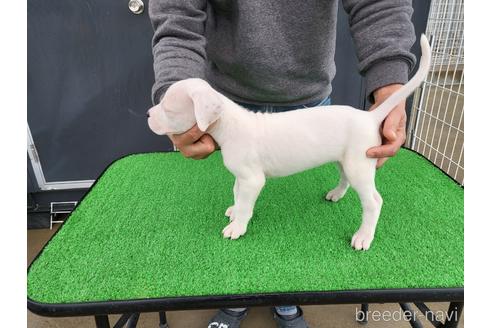 成約済の愛知県のその他の犬種-160921の3枚目